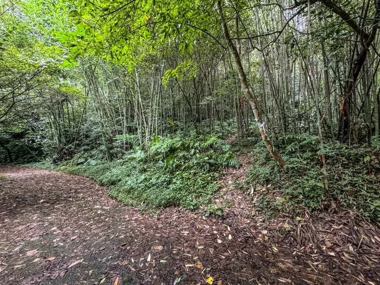 約末4分鐘。1005 抵逹金平山西稜登山口