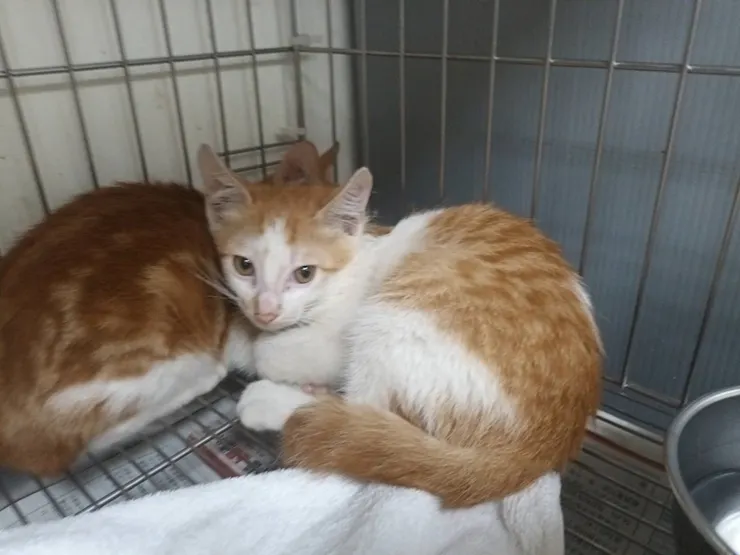 新北市板橋區公立動物之家系統編號： 413860