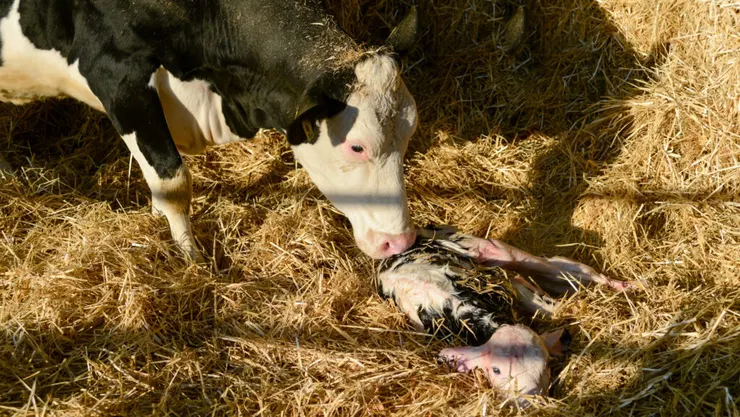 小牛生產完成 圖片來源:Farmers weekly