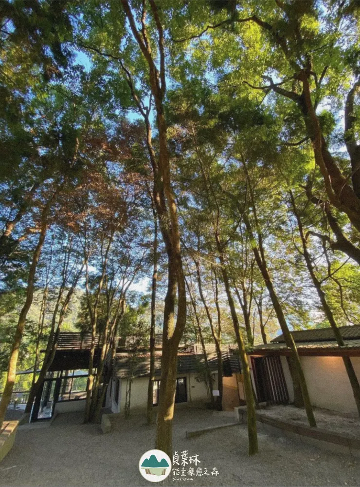 森林系，夏天就是舒服～