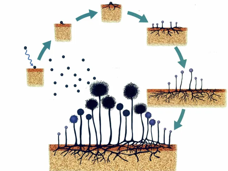 圖2 黴菌的傳播