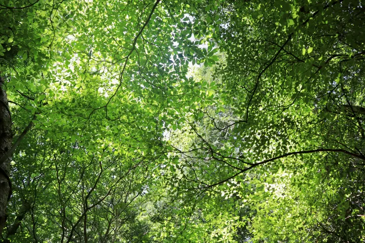 研究路５號的綠樹更高大茂密