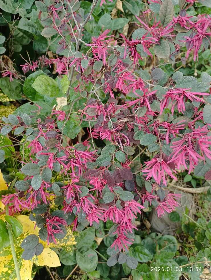 幾回欲留花間住，紅花繼木