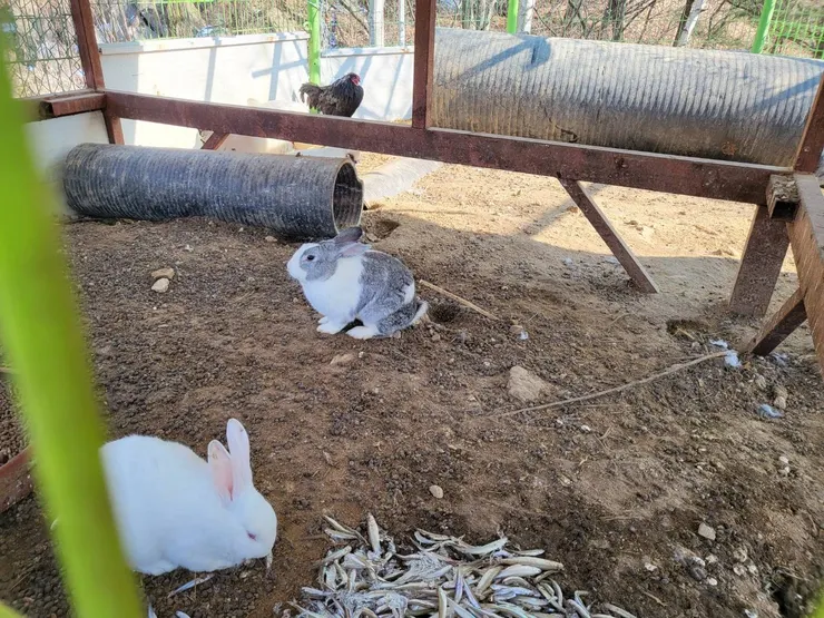 楊州雪花節入口處兔子