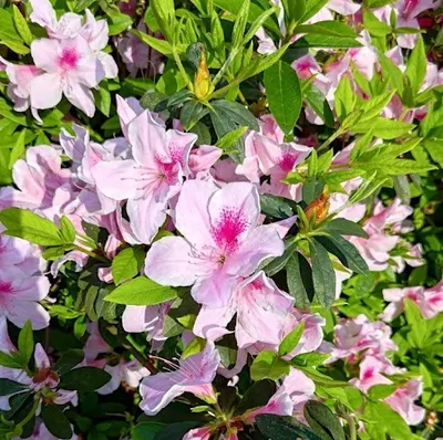 Josie真^^隨筆手札