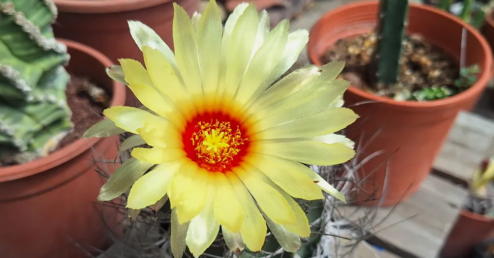 我的仙人掌、公仔、生活與雜七雜八的分享