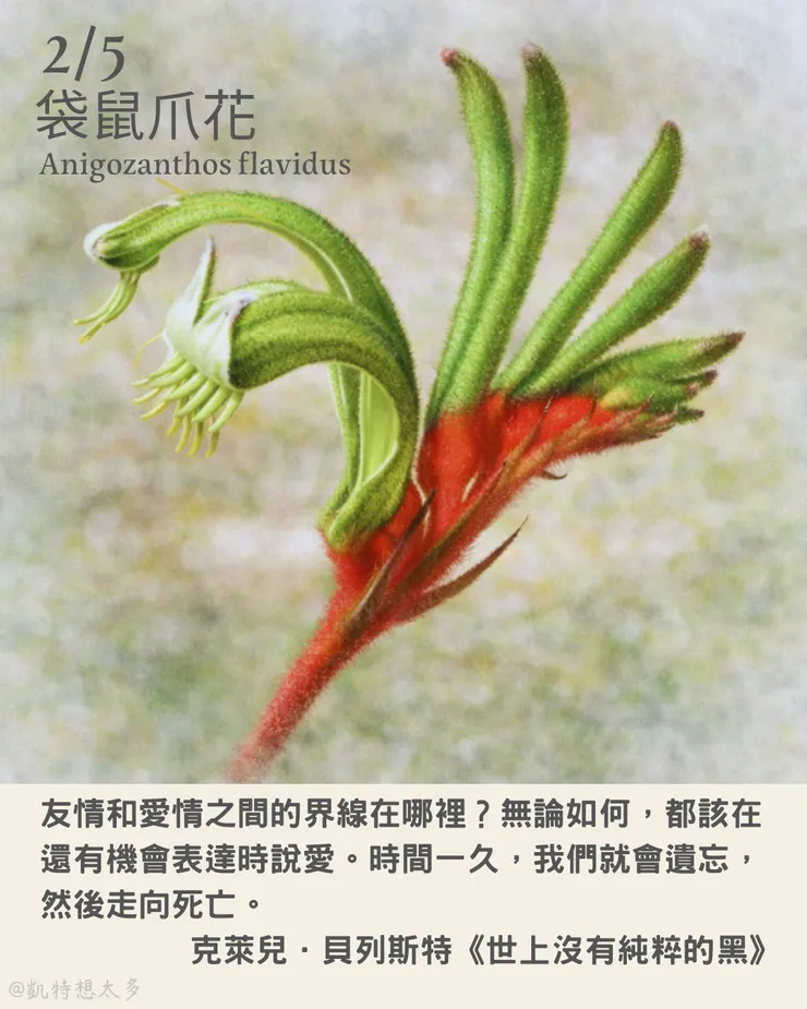 2 月 5 日｜袋鼠爪花×克萊兒．貝列斯特《世上沒有純粹的黑》