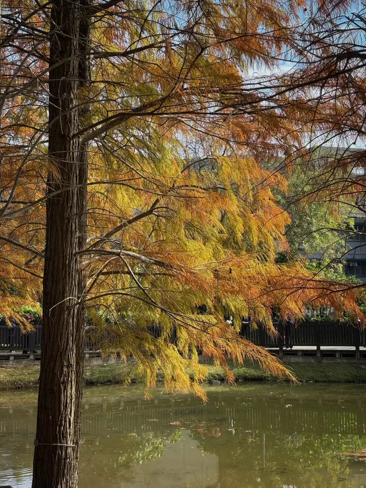 落羽松別名落羽杉、美國水松
