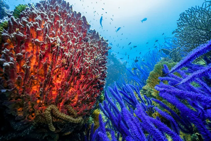 占婆島的海底世界