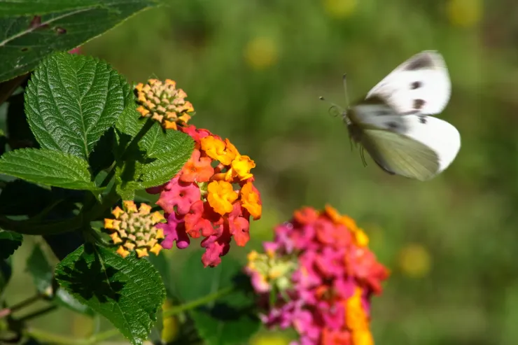一樣，那一瞬間沒抓好~
