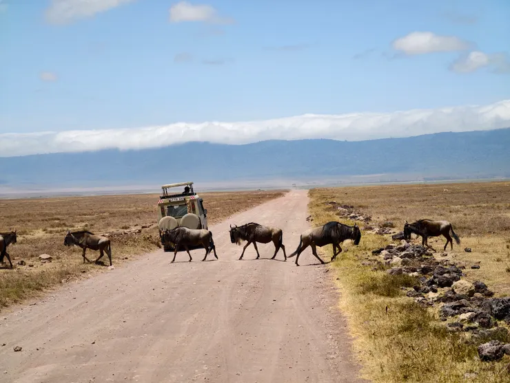 動物對裝滿人的車子已經很習慣了