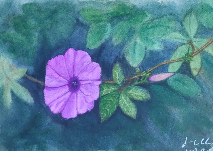 牽牛花，8開水彩。