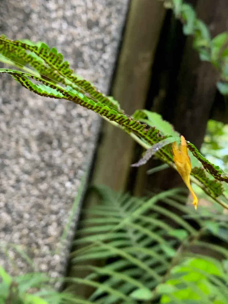 不是黃色落葉喔！