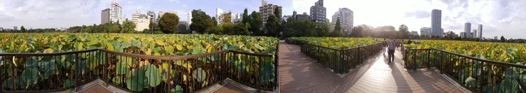 站在池中步道拍攝的全景照片