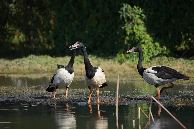 鵲雁科，鵲雁屬的鵲雁 Magpie Goose