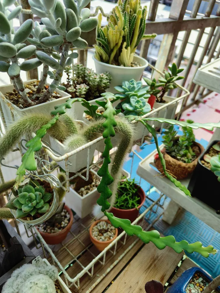 養了兩年的鯊魚劍長勢很瘋 - 拍攝於2025/06/22