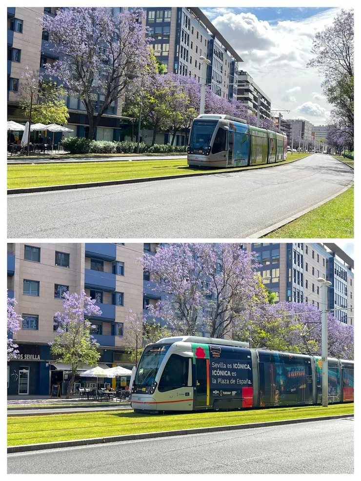 輕軌電車跑在綠草地很像高雄，加上藍花楹盛開絕配。