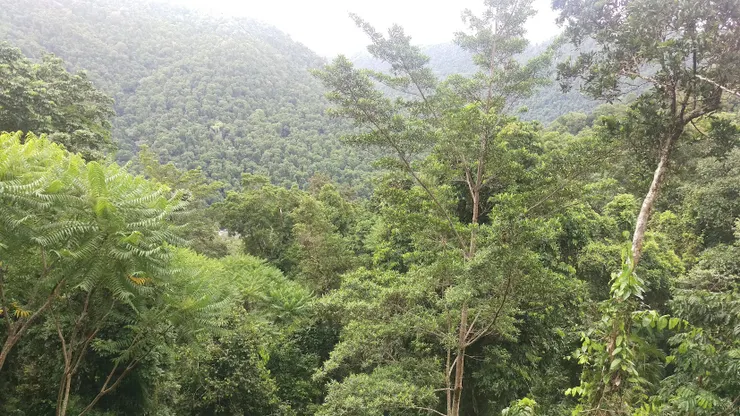 都是蕨類的原始森林