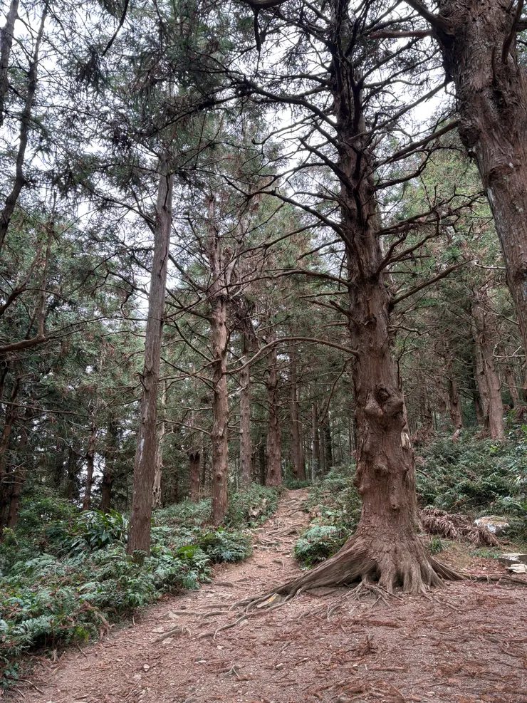 在香杉林中行走