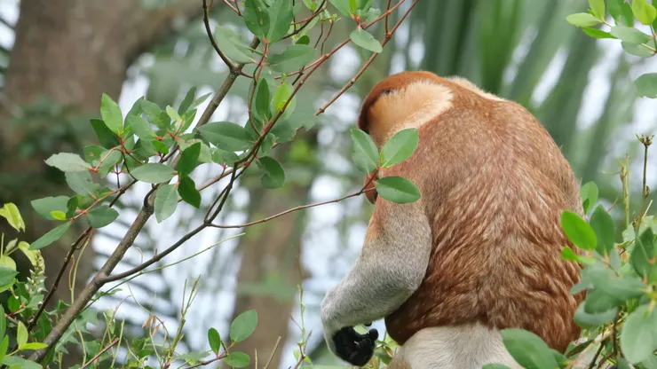 船夫很有耐心地一直幫我們找到長鼻猴之後才開始回程