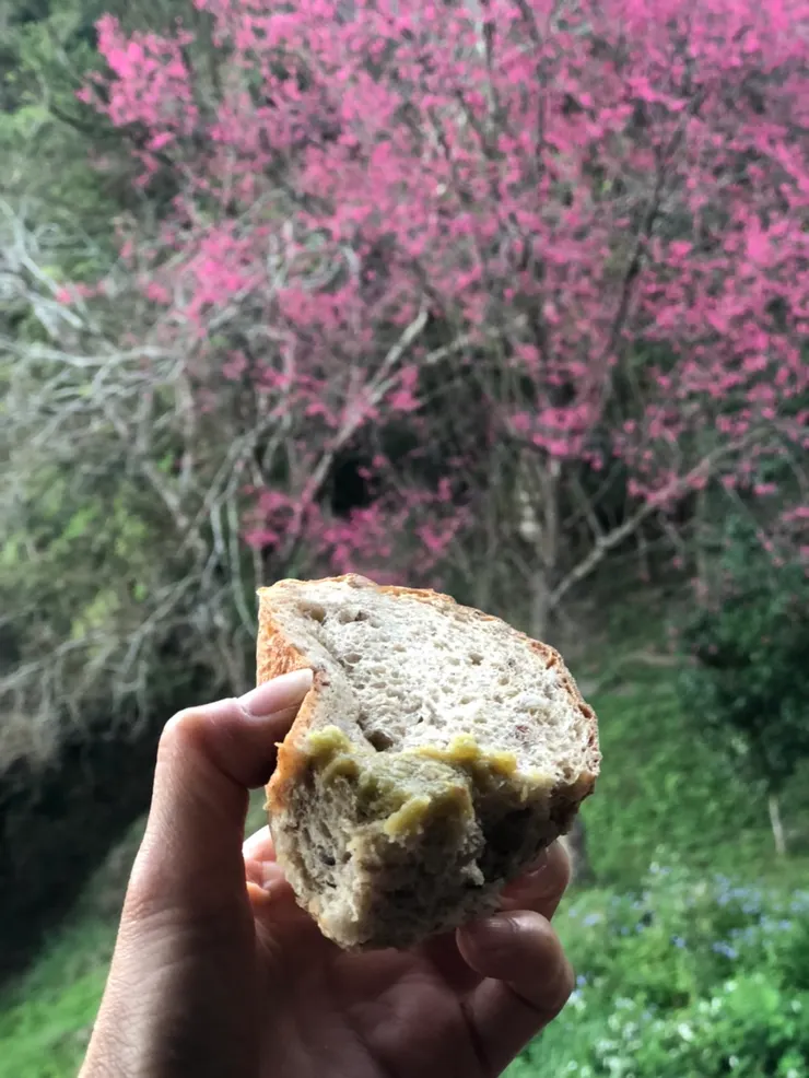 五星級的麵包佐門前滿開的櫻花，幸福滿溢