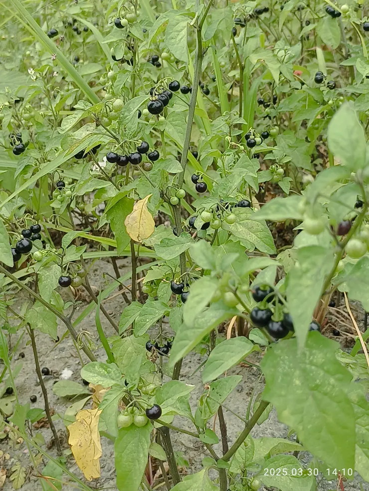 龍葵，俗稱黑笛仔