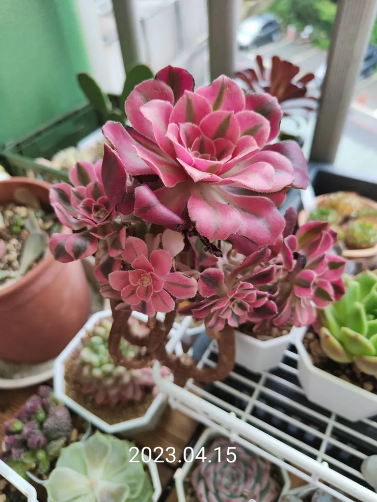 粉女巫法師剛購入無根的樣子