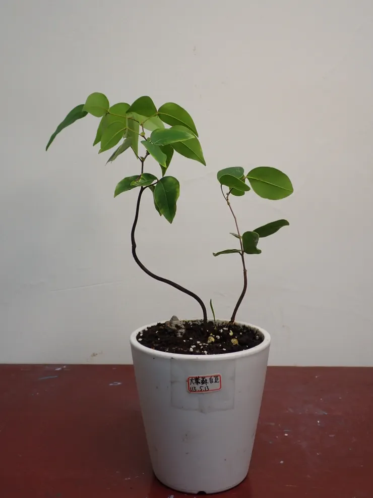 大安社大113.12.06