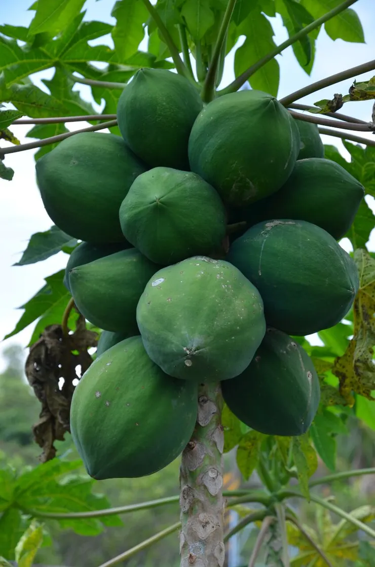 木瓜又大又多