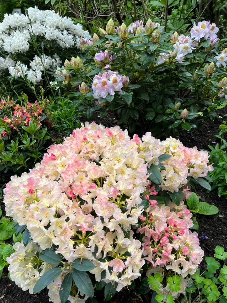 杜鵑花（Rhododendron）