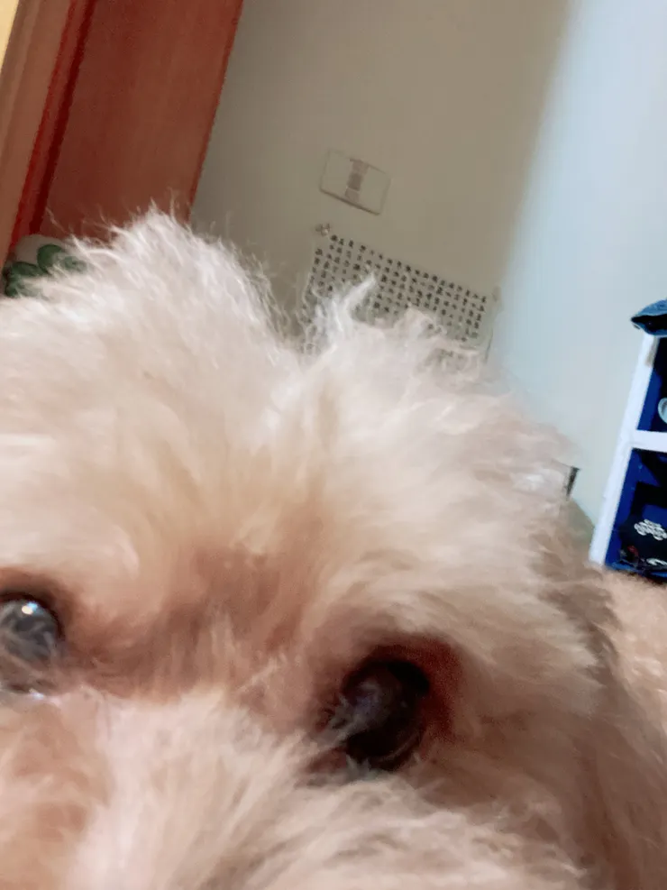 姊姊妳在做什麼？