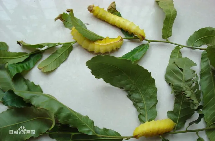 金蠶，圖源百度