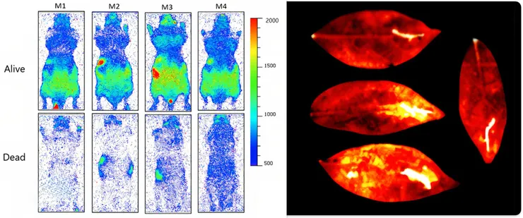 圖片取自期刊。