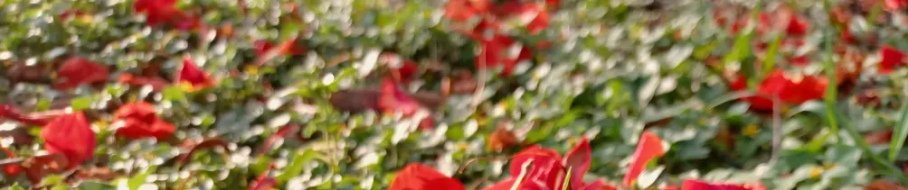 艸亭一隅的沙龍