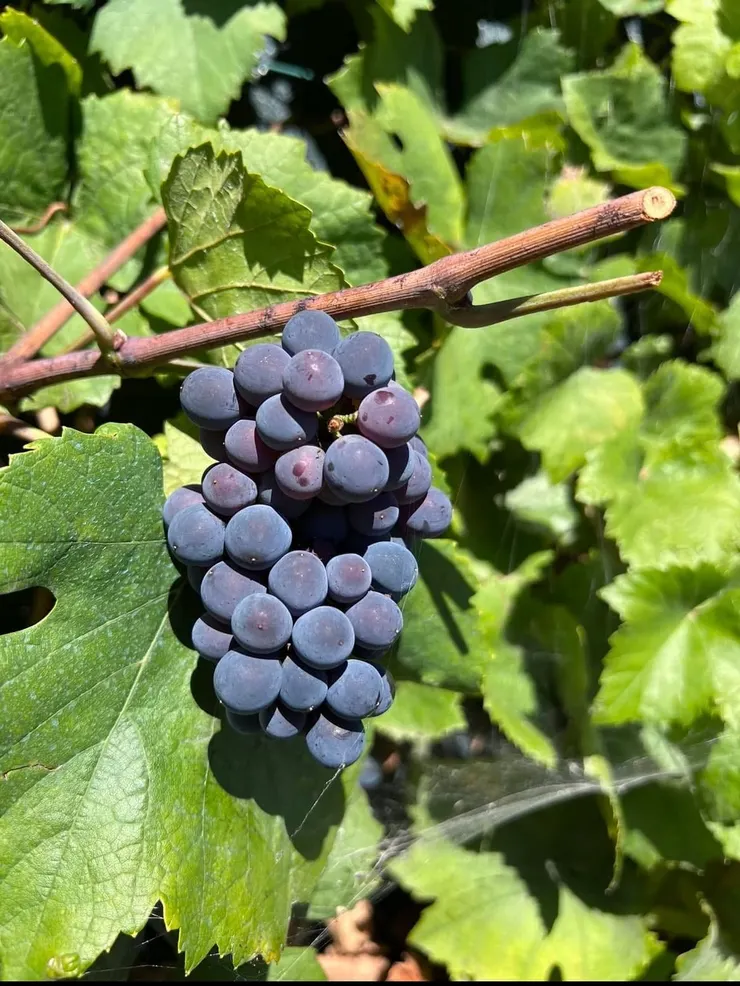 這種好像是我們最常看到的品種