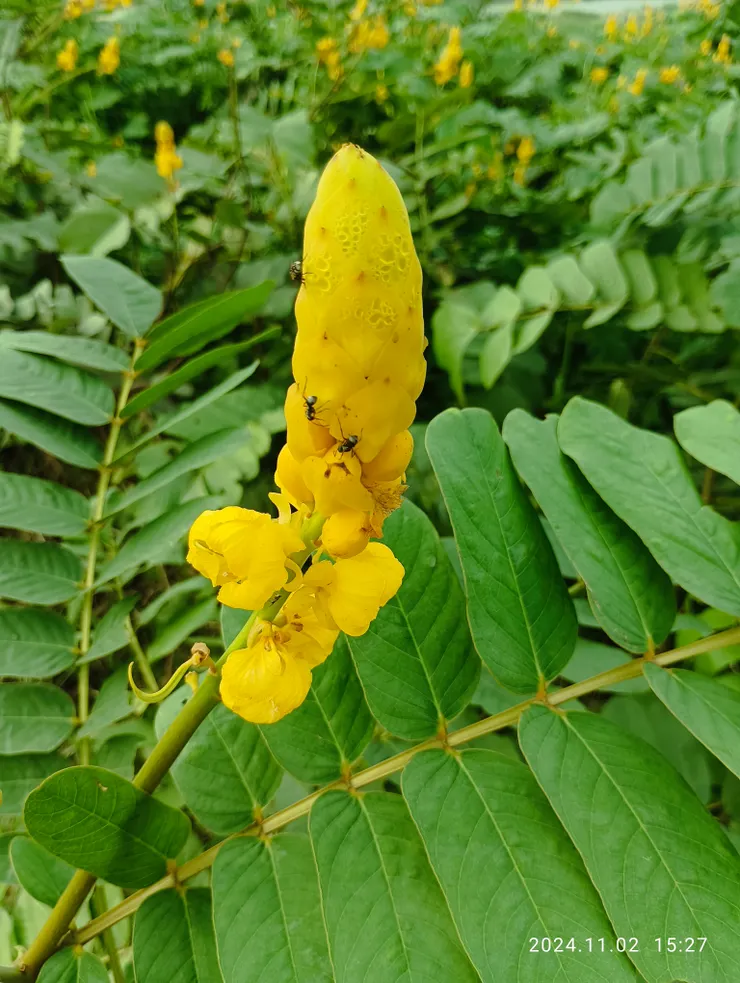 近拍，黑螞蟻特大呀！