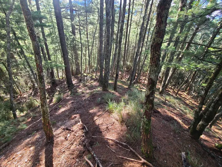 非常好走的乾淨松針地,且路況根本不需要鑽