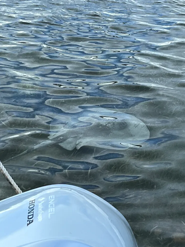 悠閒游過的魟魚