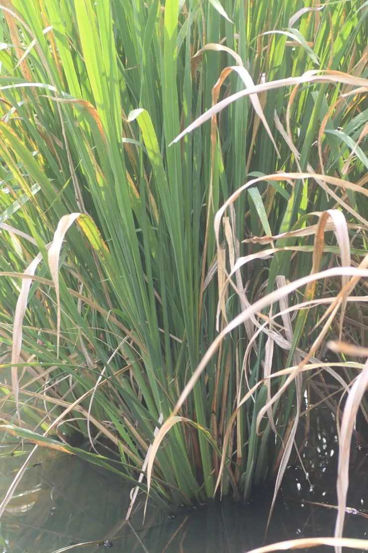 茭白筍其實是禾本科的植物，與稻子、甘蔗是好兄弟