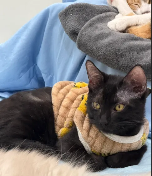 附上我家可愛的寶貝