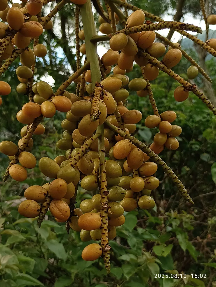 黃椰子的果實，果核大，肉少，微微甜