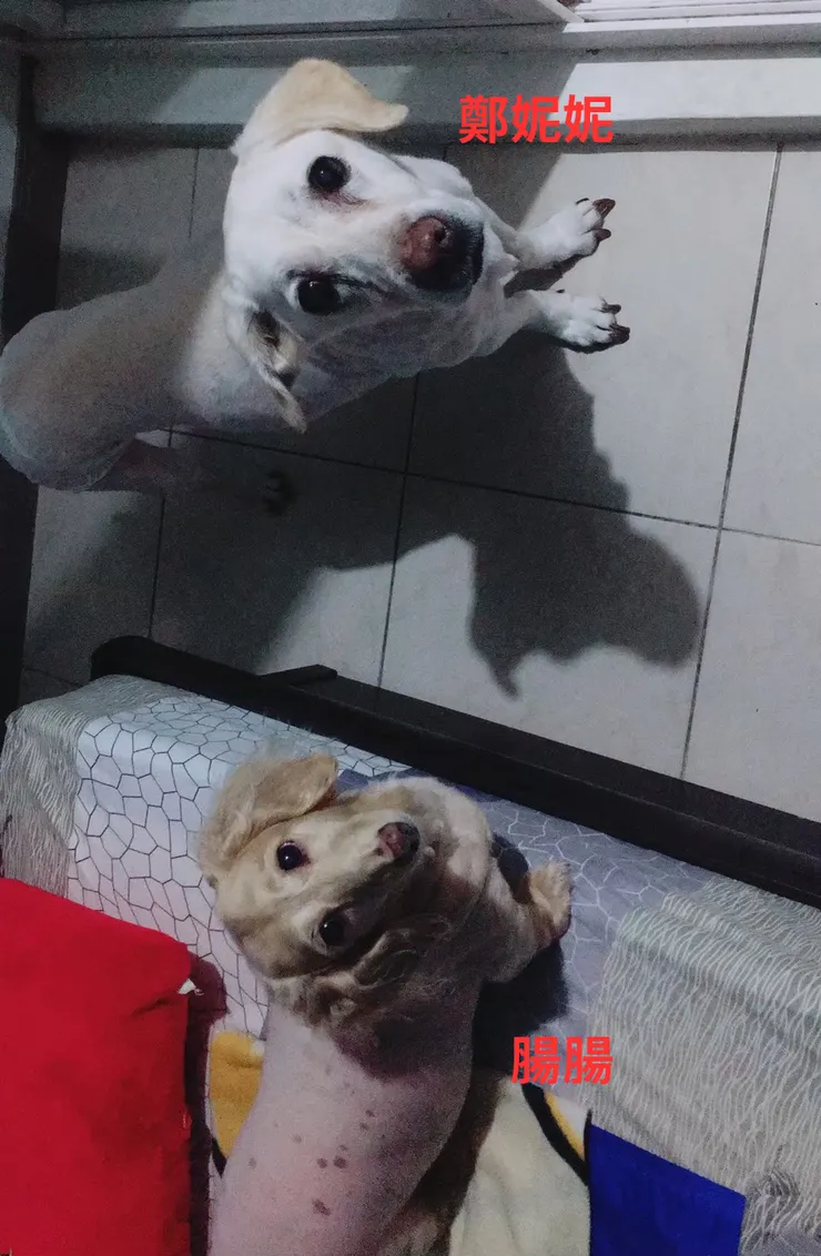 平常腸腸總喜歡弄妮妮(妮妮爸爸提供)