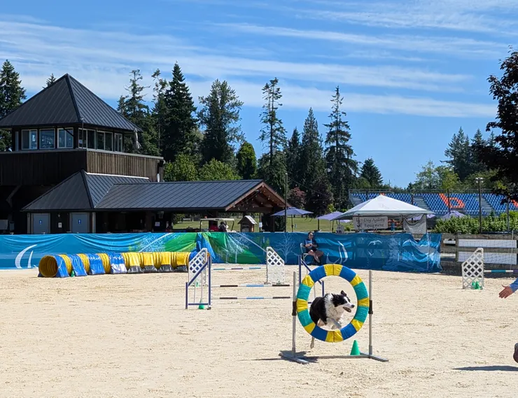 跨欄跳與輪胎跳關卡