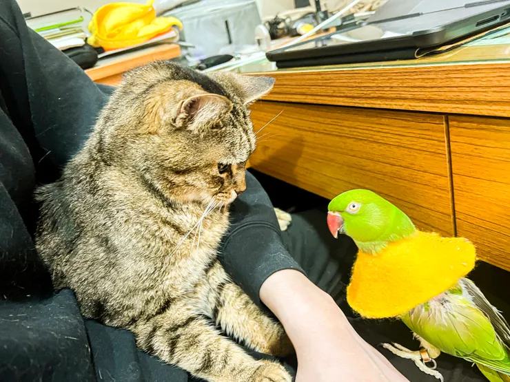 情勒仔與綠茶鳥