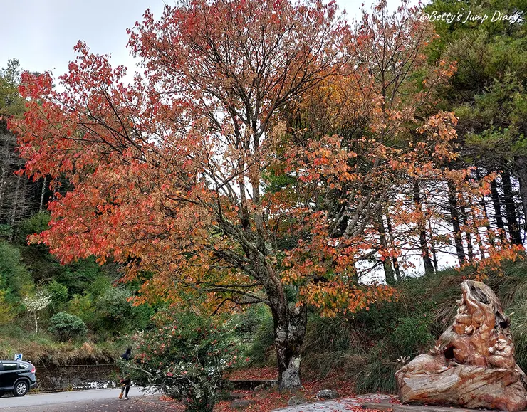 ▲台中「大雪山國家森林遊樂區」/圖片來源：Betty's Jump Diary