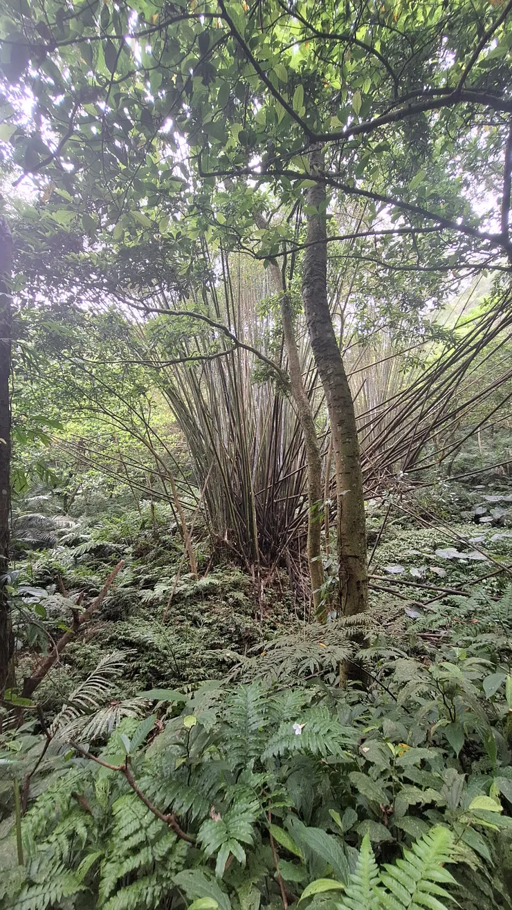 竹林
