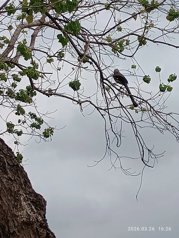 樹鵲獨憑烏桕老