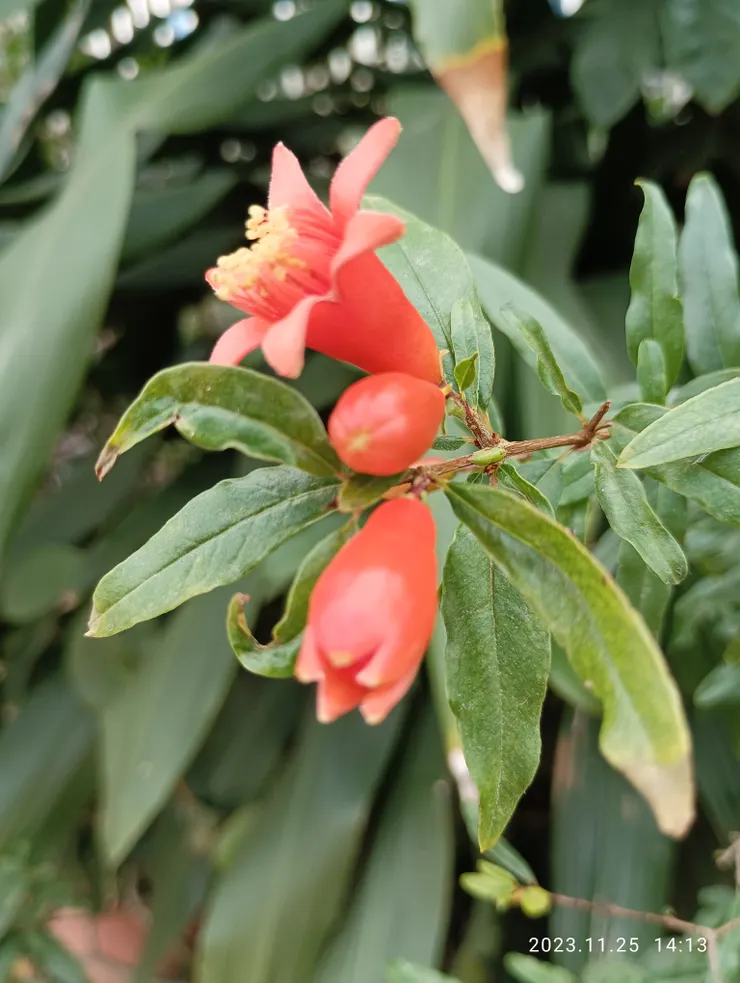 再走處遇小品石榴，花如大姆指般大