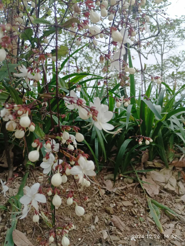 昨日暖午時上山山上白玉蝴蝶風逍遙，自拍攝