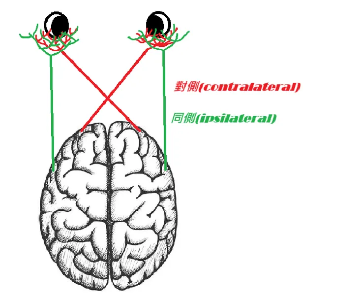 視神經傳遞簡單示意圖(自己畫)